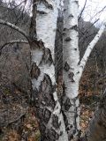 Betula