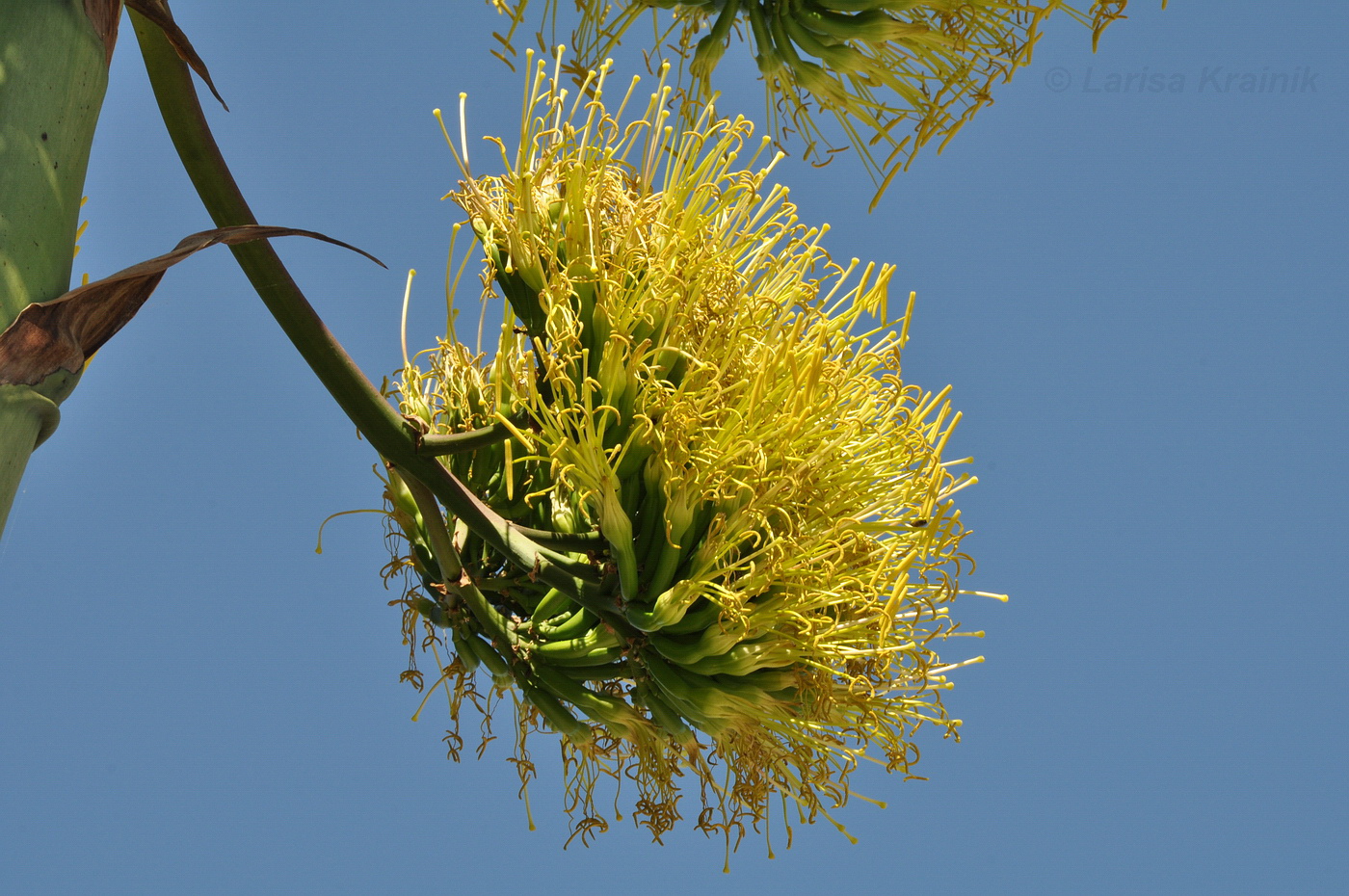 Изображение особи Agave americana.