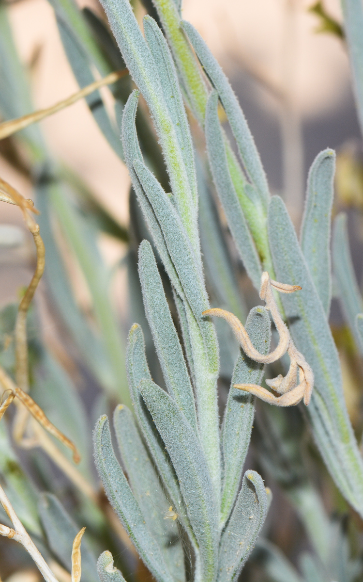 Image of Matthiola arabica specimen.