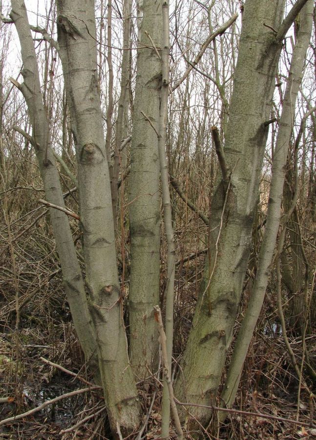 Image of Alnus incana specimen.