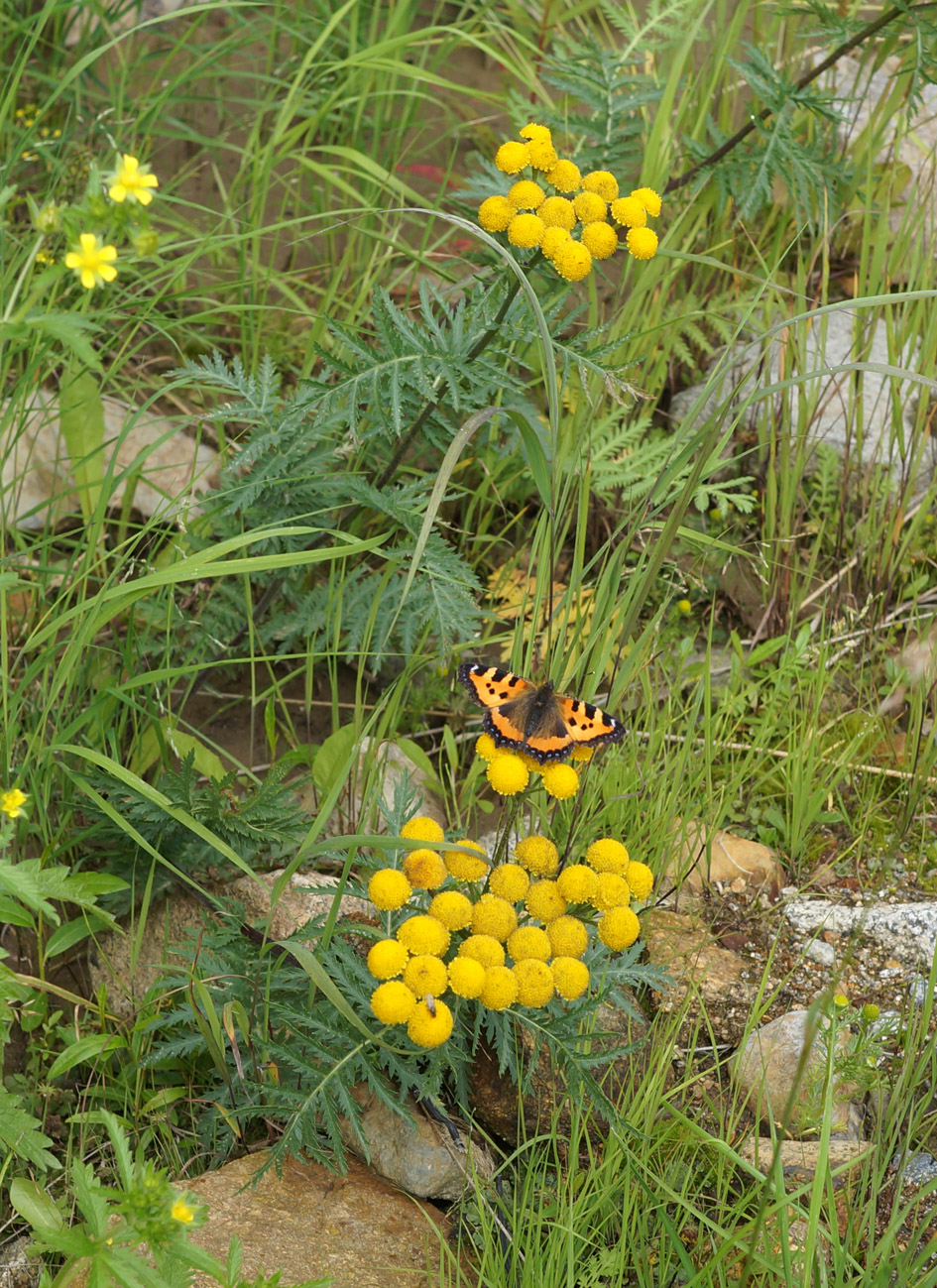 Image of Tanacetum boreale specimen.