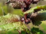 Lamium maculatum