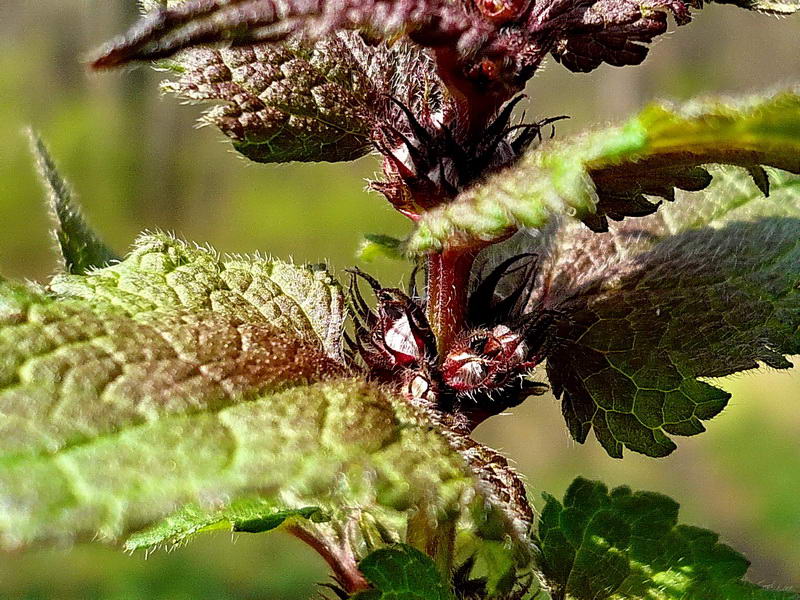 Image of Lamium maculatum specimen.