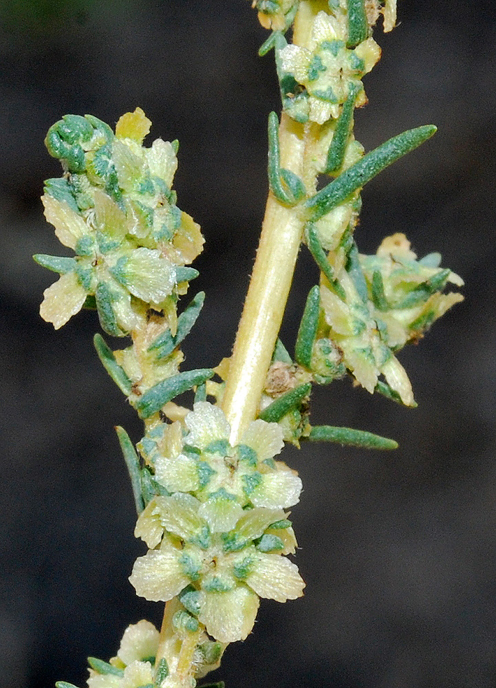 Image of Bassia prostrata specimen.