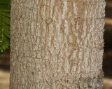 Tamarindus indica. Часть ствола. Израиль, Шарон, г. Тель-Авив, ботанический сад университета, в культуре. 02.10.2017.