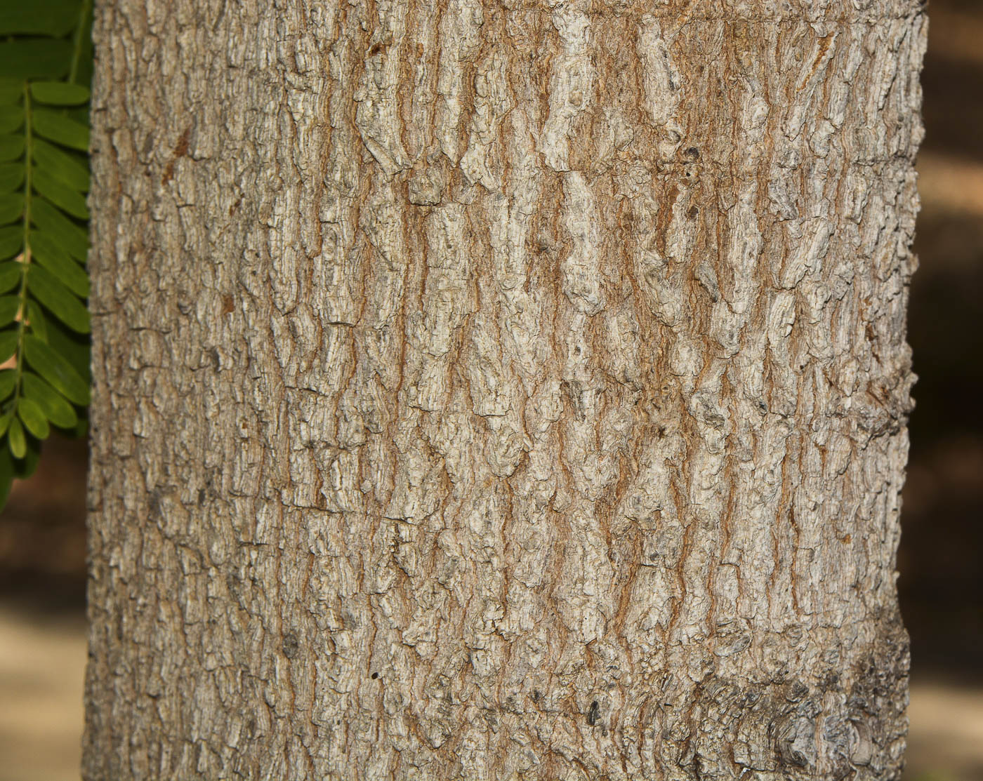 Image of Tamarindus indica specimen.