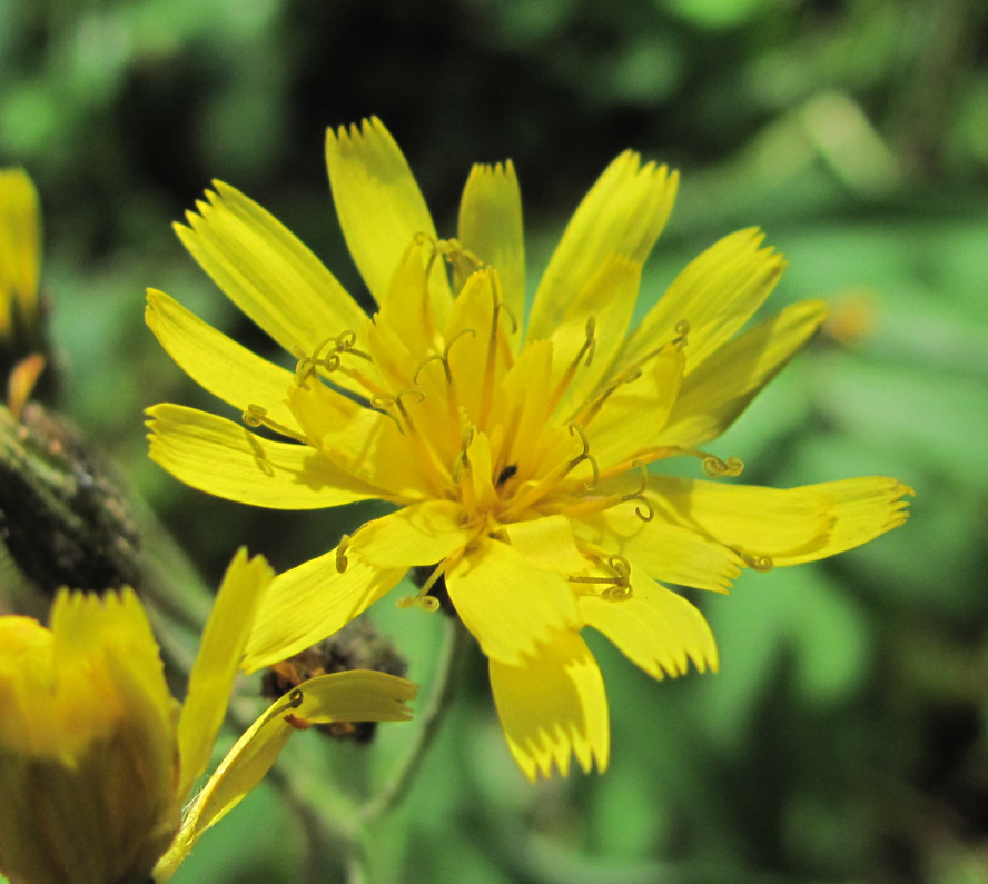 Изображение особи род Hieracium.