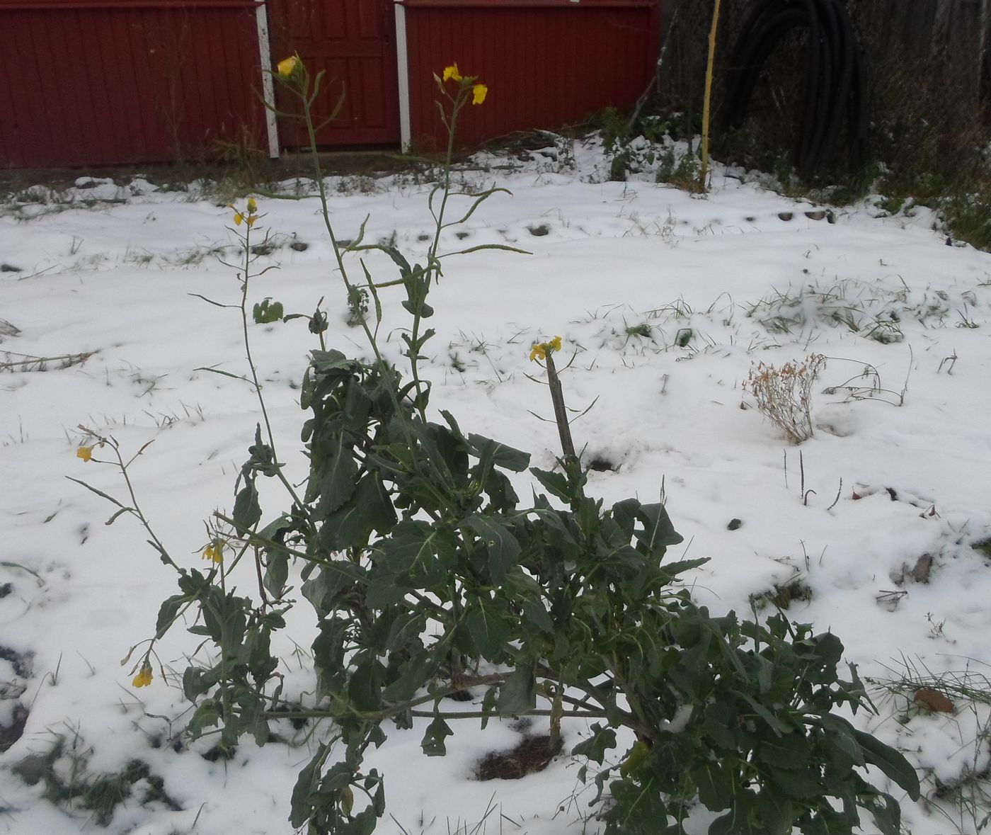 Изображение особи Brassica napus.