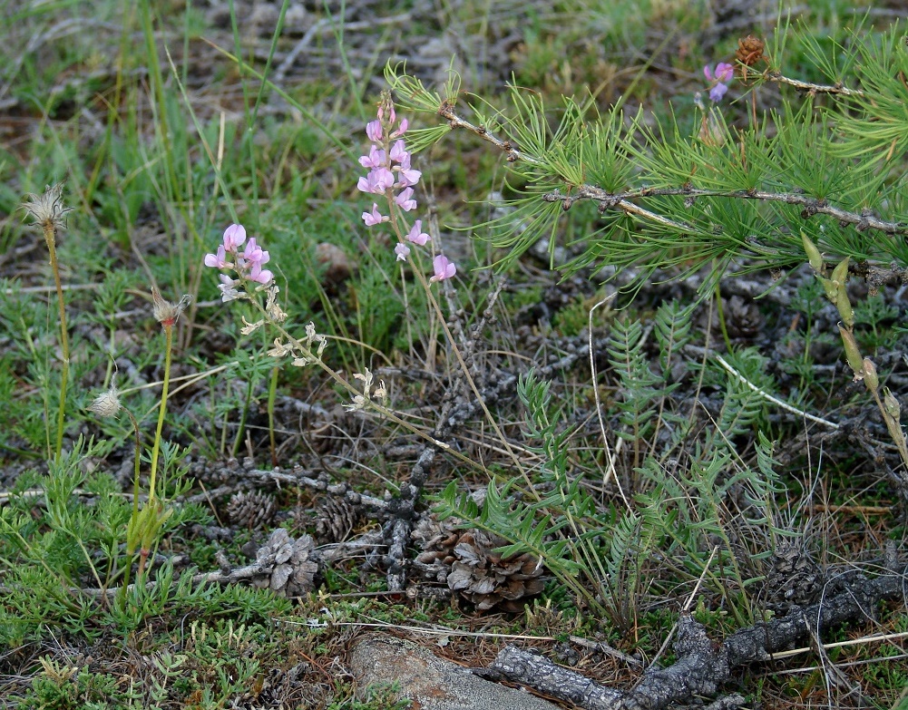 Изображение особи Oxytropis coerulea.