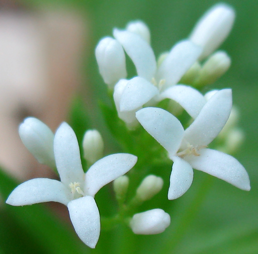Image of Galium odoratum specimen.
