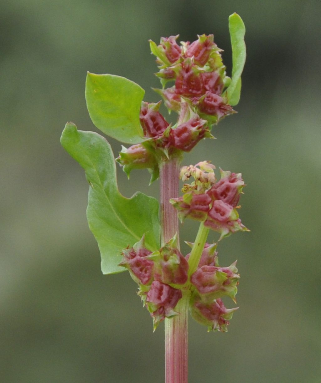 Изображение особи Rumex spinosus.