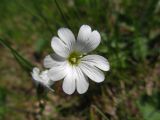 View full-size image Cerastium arvense