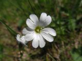 Cerastium arvense. Цветок. Беларусь, Гродненская обл., Новогрудский р-н, Ладеникский сельсовет, окр. дер. Пуцевичи, суходольный злаково-разнотравный луг. 30.04.2014.