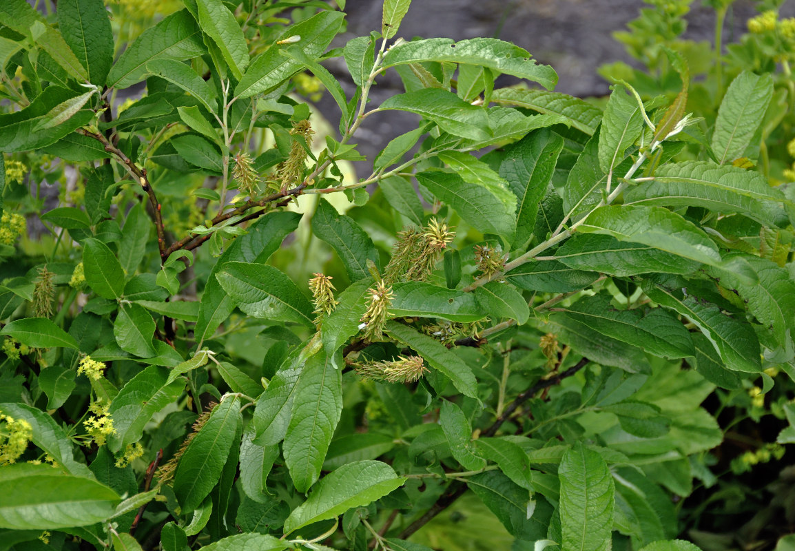 Image of genus Salix specimen.