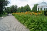 Hemerocallis fulva. Цветущие растения. Восточный Казахстан, г. Усть-Каменогорск, Архитектурно-ландшафтный музей-заповедник, в культуре. 25.06.2017.