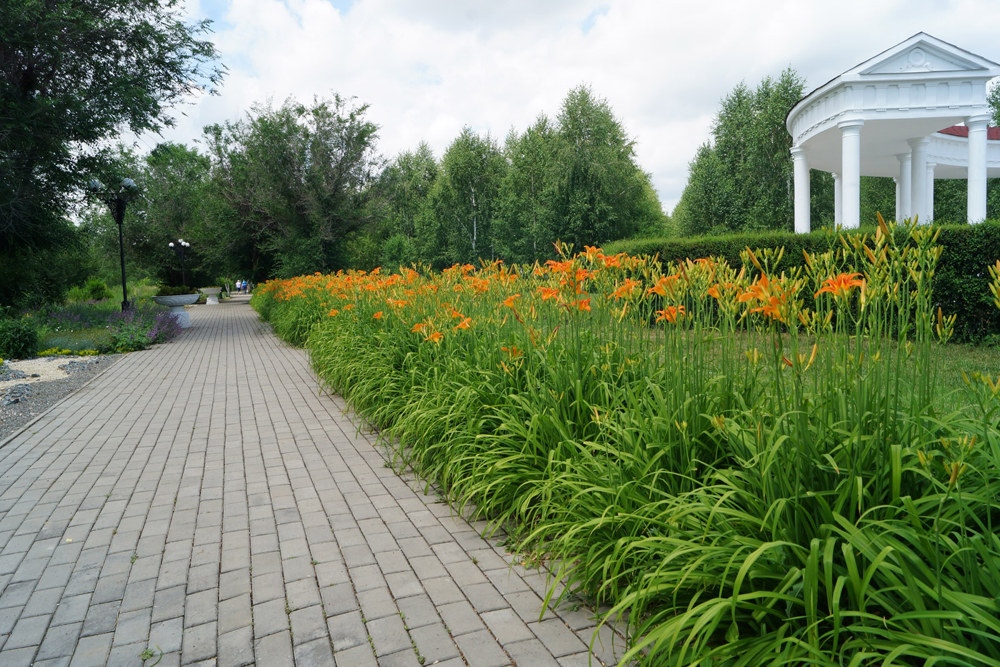 Изображение особи Hemerocallis fulva.
