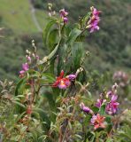 Sobralia dichotoma