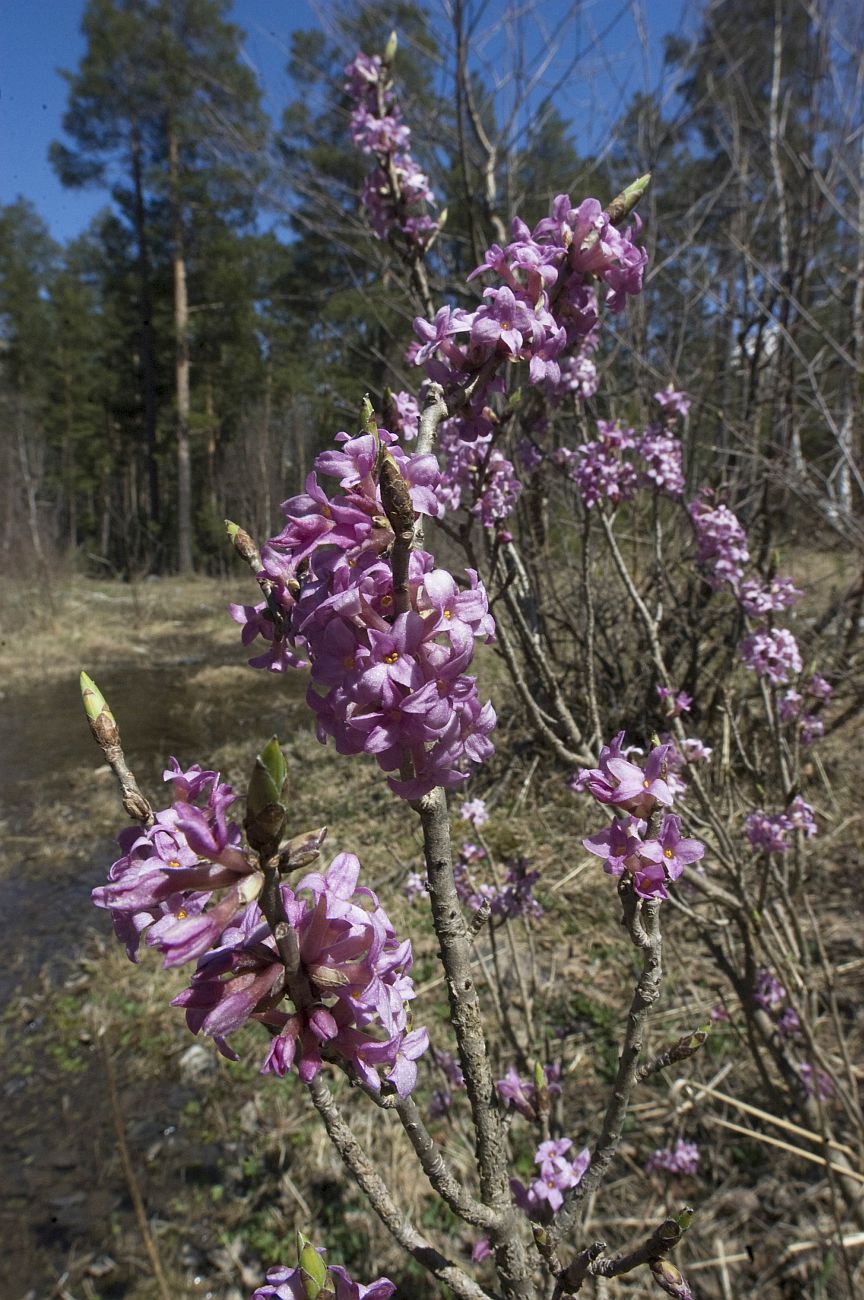 Изображение особи Daphne mezereum.