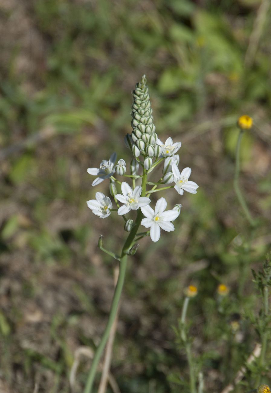 Image of Ornithogalum ponticum specimen.