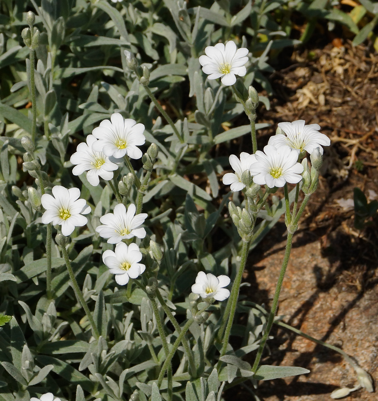 Изображение особи Cerastium argenteum.