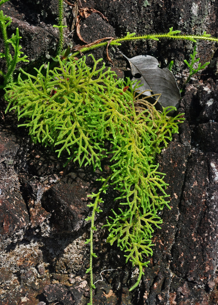 Image of Palhinhaea cernua specimen.