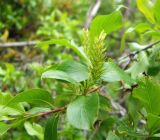 Salix pseudopentandra. Часть побега с женским соцветием. Магаданская обл., окр. г. Магадан, нижнее течение р. Магаданка, сырой луг в долине. 06.07.2014.