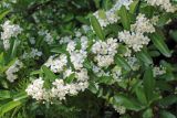 Pyracantha koidzumii