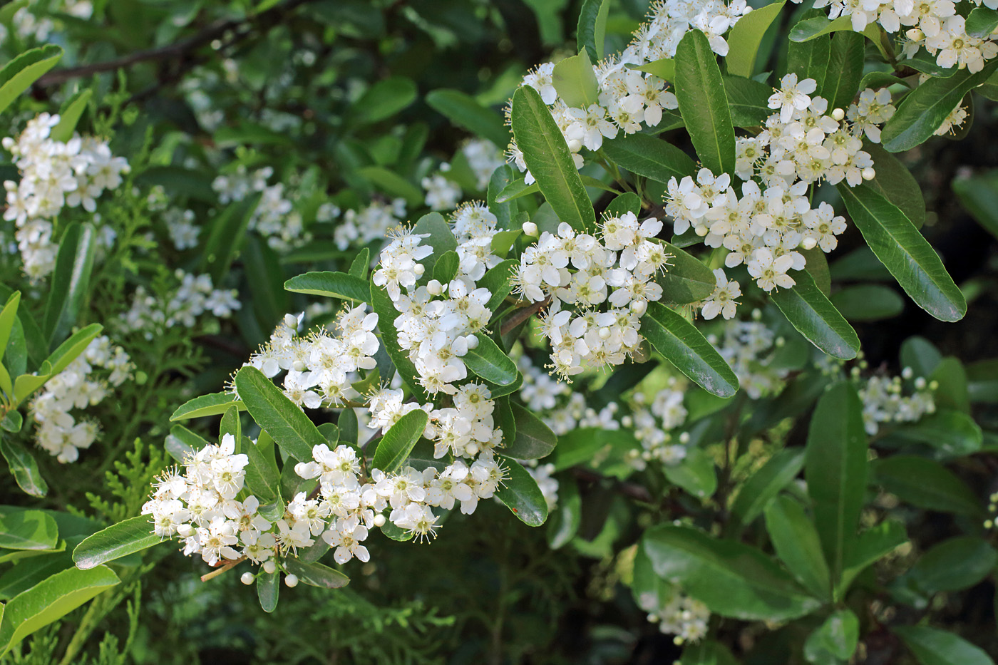 Изображение особи Pyracantha koidzumii.