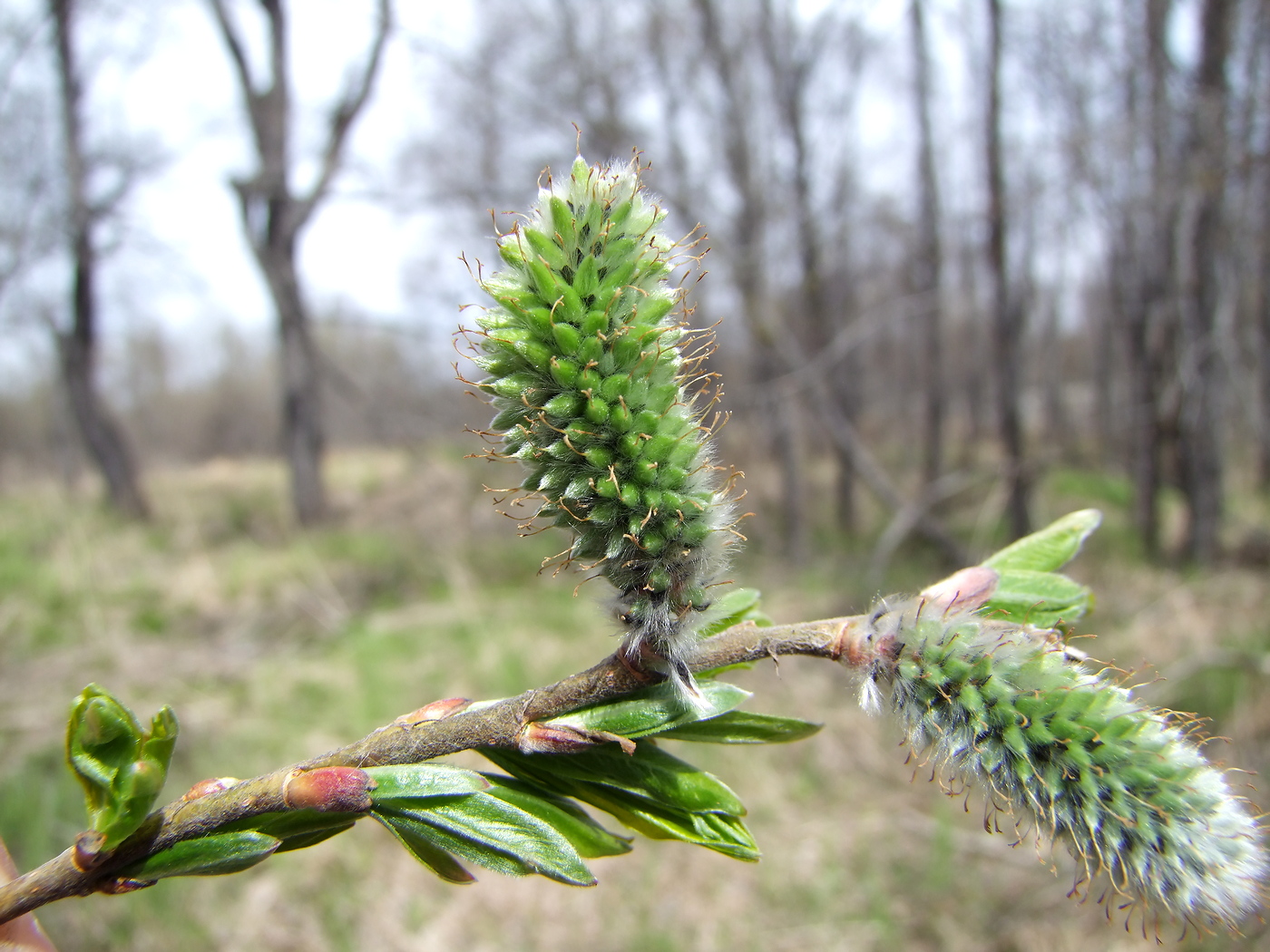 Image of Salix schwerinii specimen.