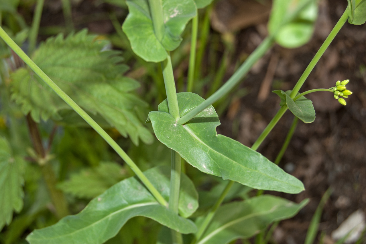 Изображение особи Brassica campestris.