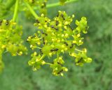 Prangos ferulacea