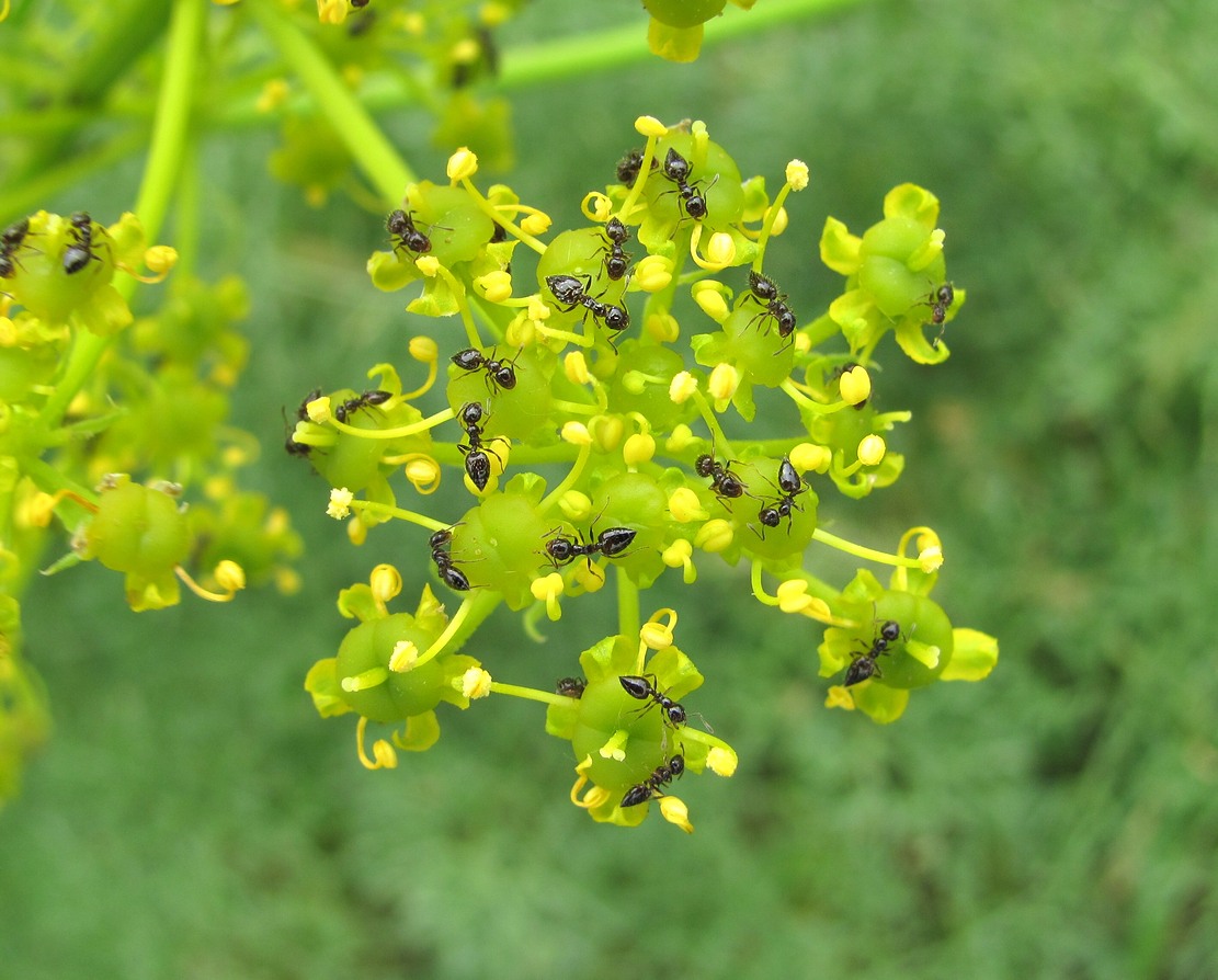 Изображение особи Prangos ferulacea.