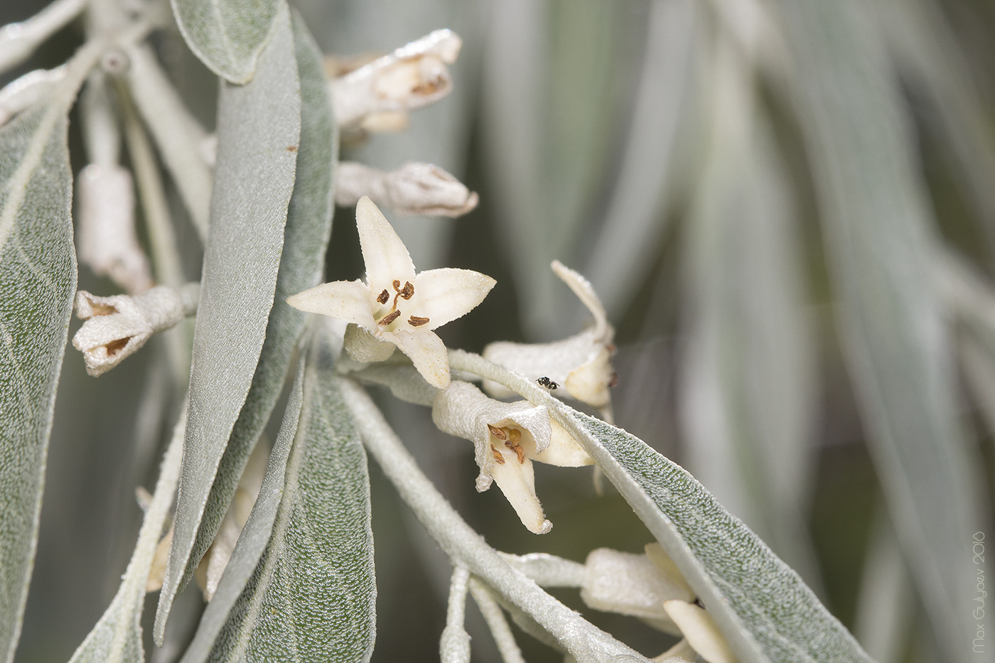 Изображение особи Elaeagnus angustifolia.