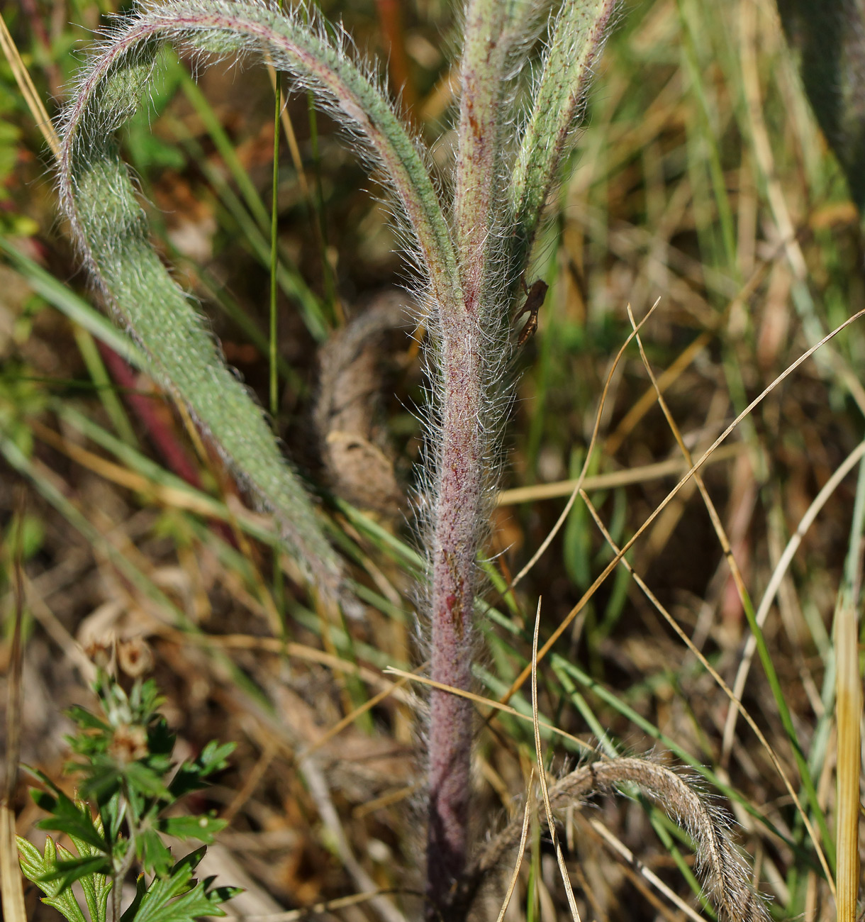 Image of Pilosella procera specimen.