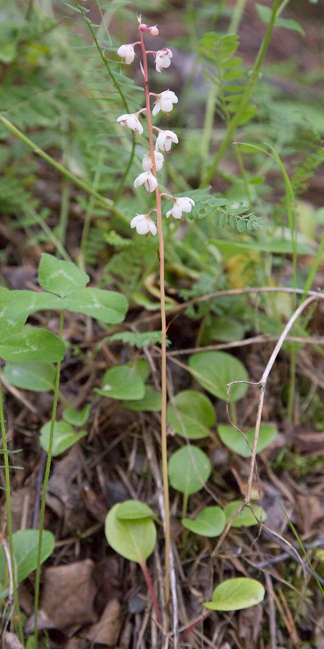 Image of Pyrola incarnata specimen.