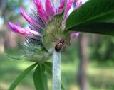 Trifolium alpestre