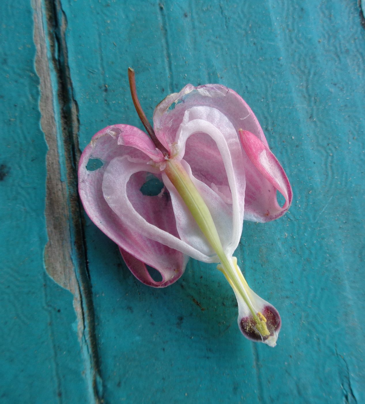 Image of Dicentra spectabilis specimen.