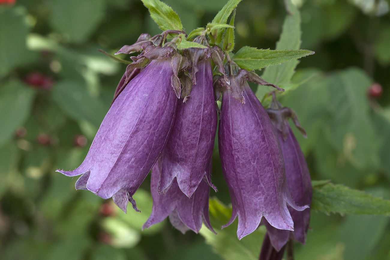 Image of Campanula punctata specimen.