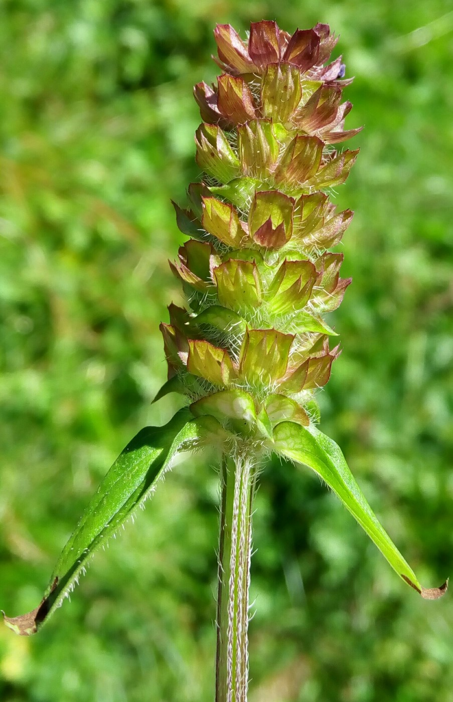 Image of Prunella vulgaris specimen.