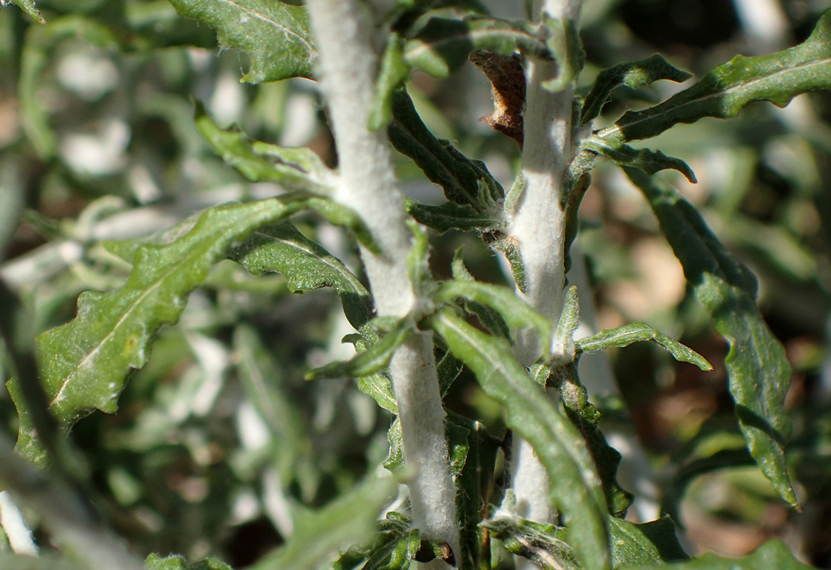 Изображение особи Phagnalon rupestre ssp. graecum.