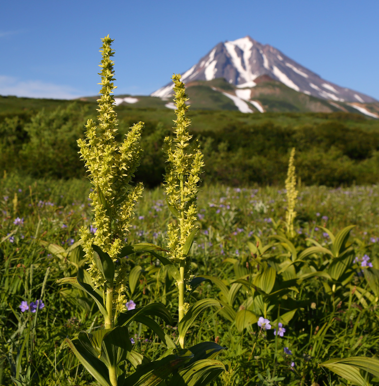 Изображение особи Veratrum oxysepalum.