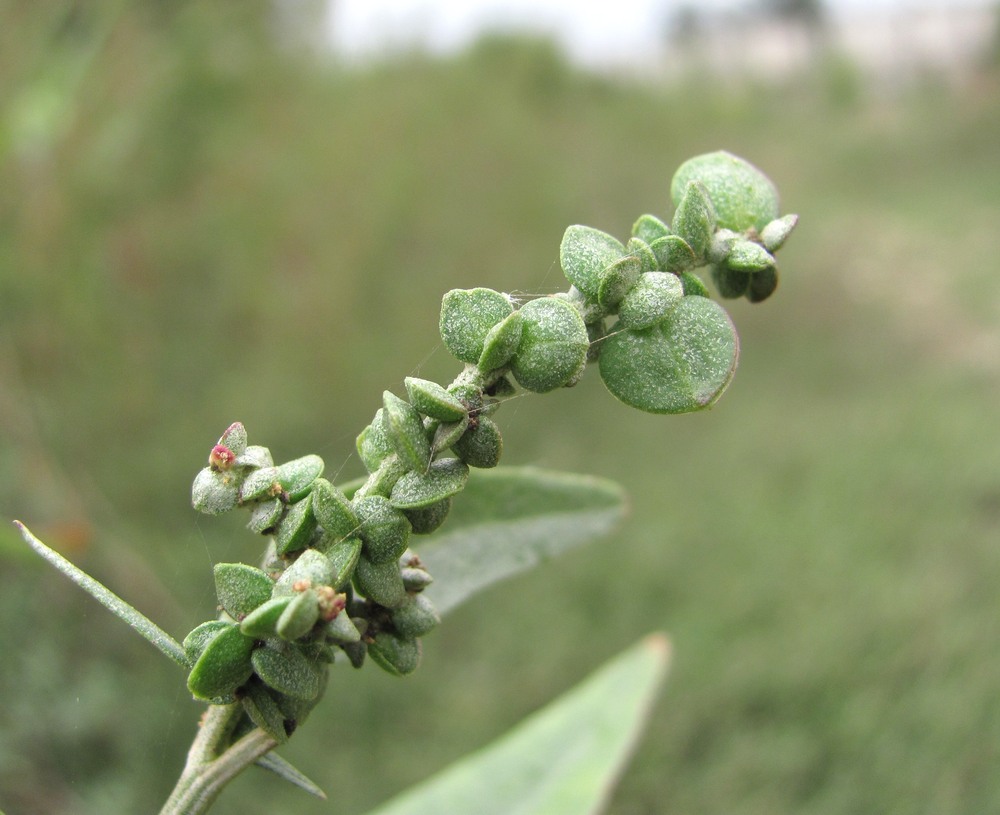 Image of Atriplex sagittata specimen.