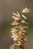 Melica altissima