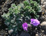 Oxytropis nigrescens