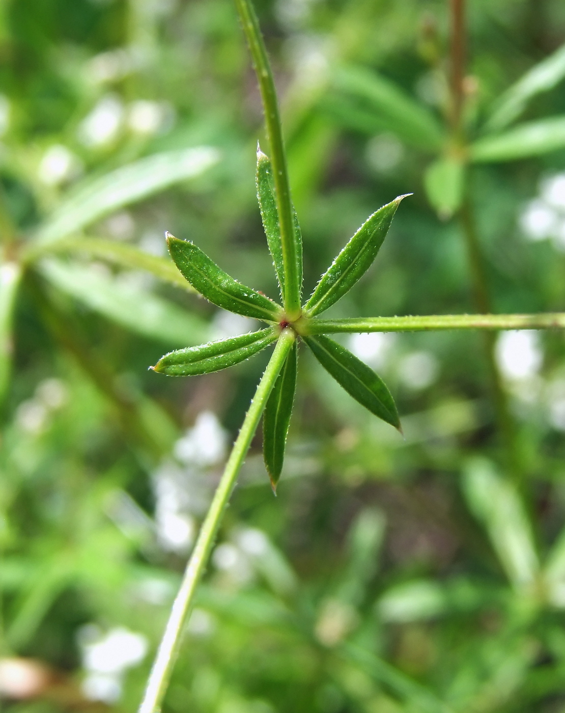 Image of Galium uliginosum specimen.