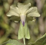 Thunbergia alata