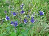 Aquilegia sibirica