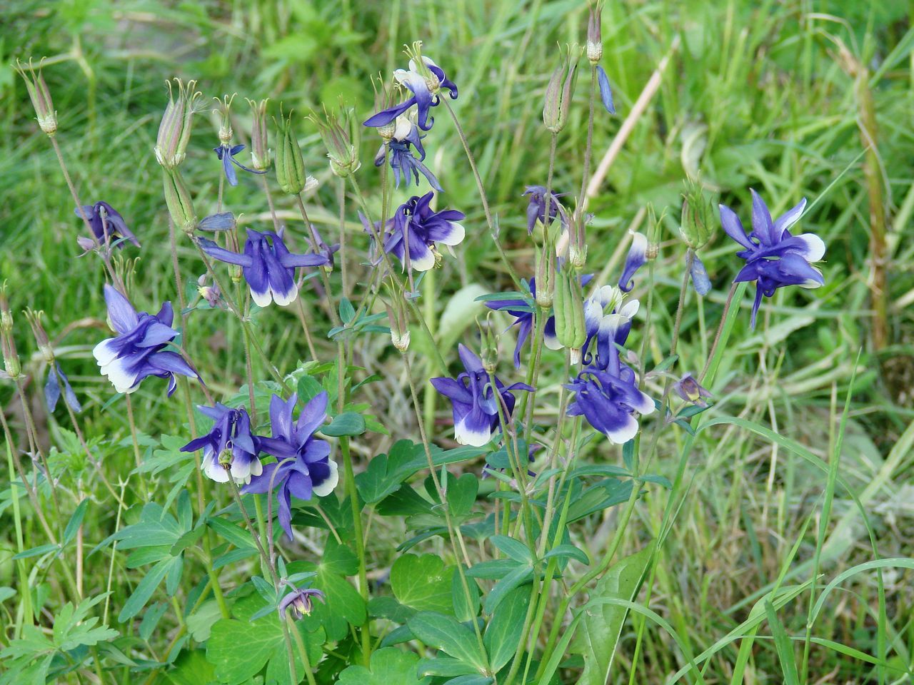 Изображение особи Aquilegia sibirica.