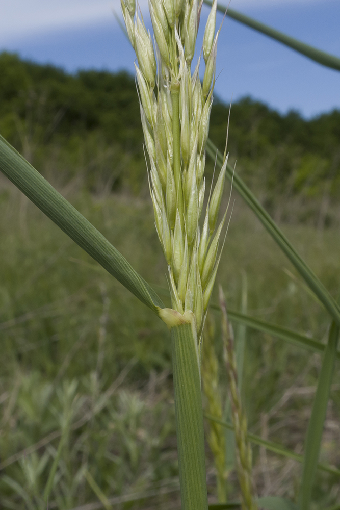 Image of Arrhenatherum elatius specimen.