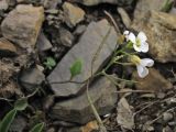 Arabidopsis neglecta. Растение с цветками и формирующимися плодами. Украина, Закарпатская обл., Раховский р-н, хр. Свидовец, ≈ 1800 м н.у.м., каменистая осыпь. 2 июля 2010 г.